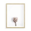 Plakat w ramie 50x70 - Suszona Roślina na Białym Tle - minimalizm, suszona roślina - rama drewno