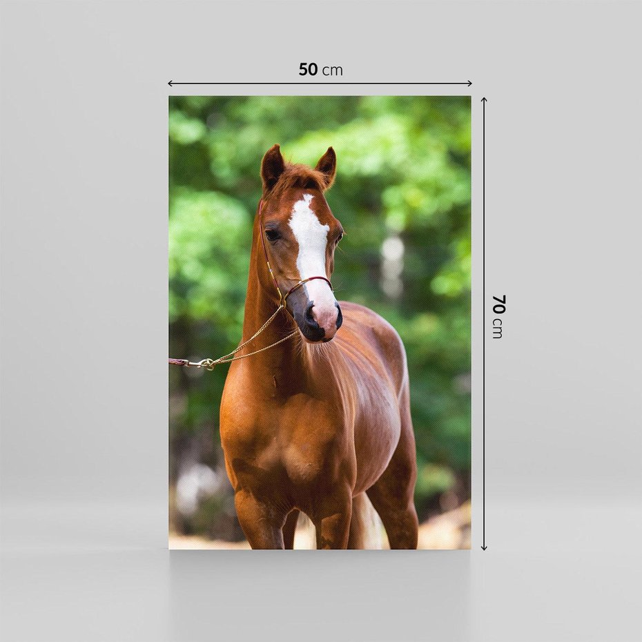 Obraz na płótnie 50x70 - Portret Szlachetnego Konia - koń, portret