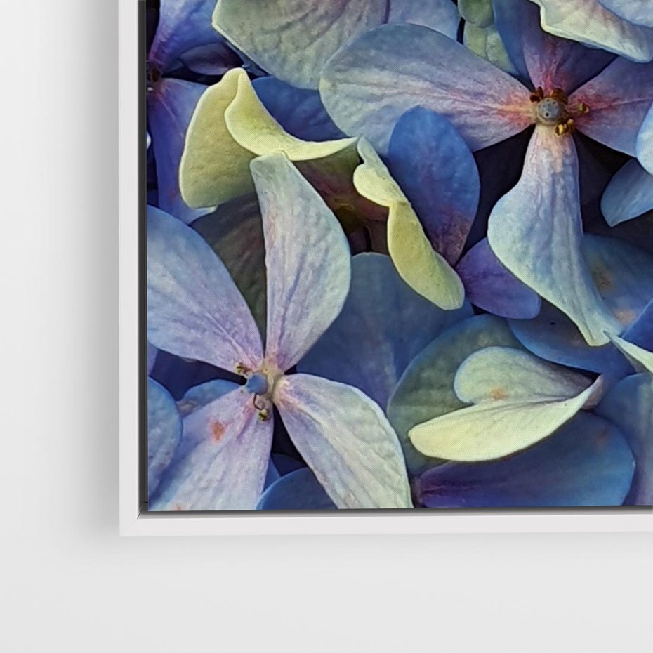 Obraz w ramie 80x80 - Hortensja - delikatność kwiatów - hortensja, kwiaty - rama biała