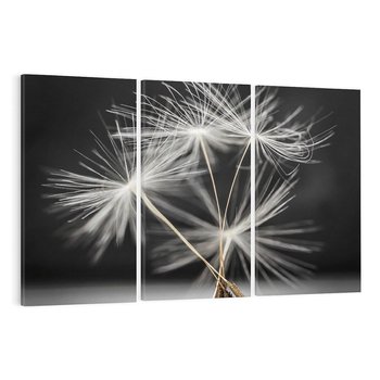 Obraz na płótnie 120x80 - Delikatność dmuchawców zbliżenie - dmuchawce, zbliżenie