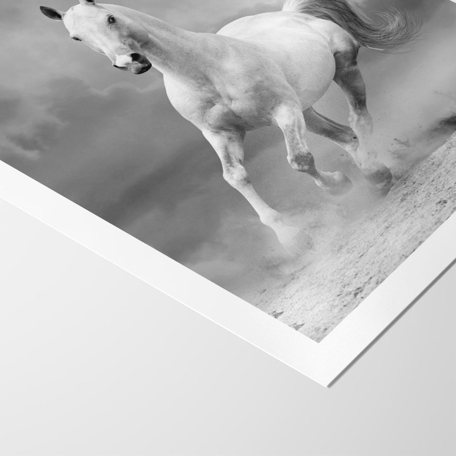 Plakat bez ramy 21x30 - Elegancja w Czarno-Białym - koń, biało