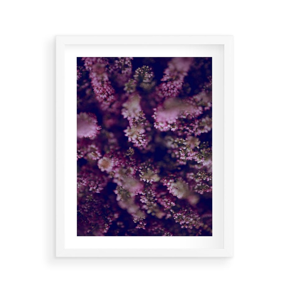 Plakat w ramie 40x50 - Wrzosowa Delikatność - wrzosy, kwiaty - rama biała