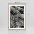 Plakat w ramie 50x70 - Zima na Gałęziach - sosnowe gałęzie, igły - rama drewno