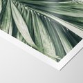Plakat bez ramy 30x40 - Spokojna Piękność Palmowych Liści - palma, liście palmy