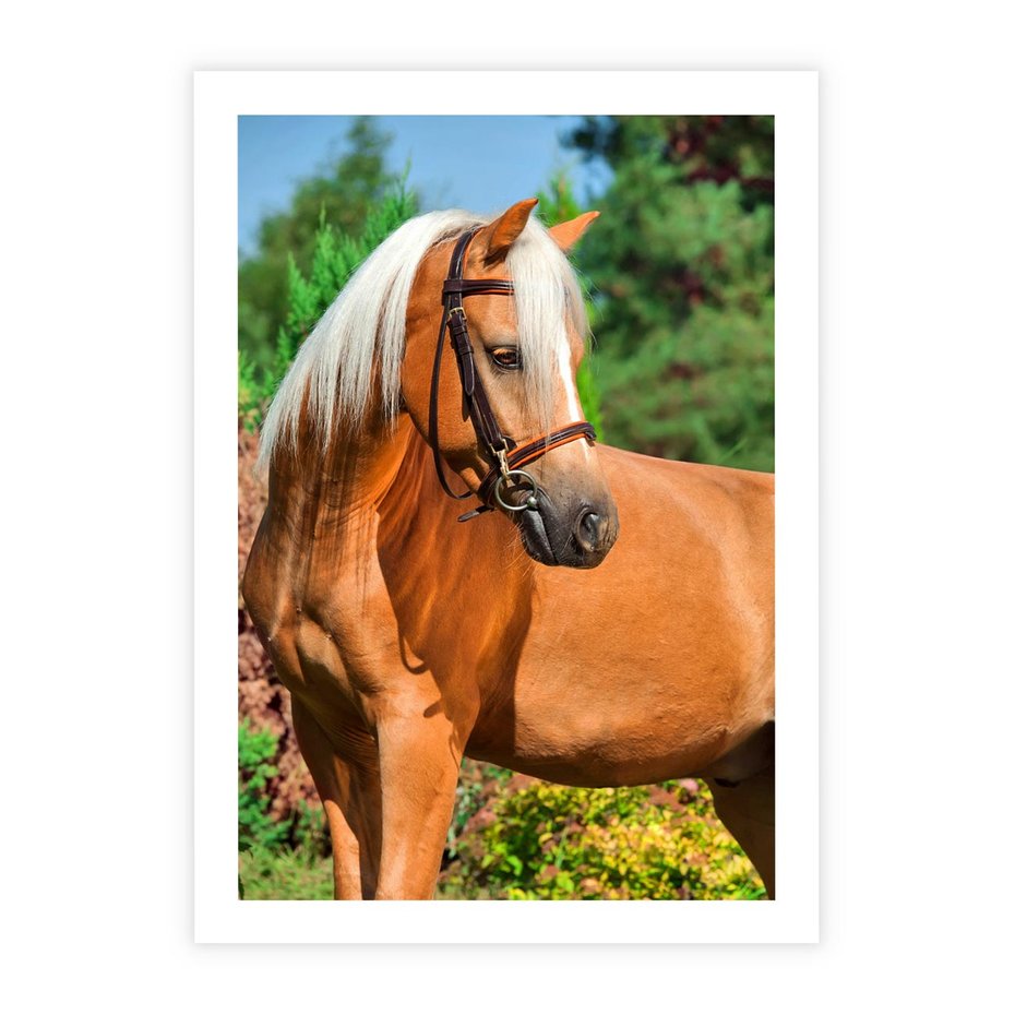 Plakat bez ramy 30x40 - Elegancki wierzchowiec - koń, portret