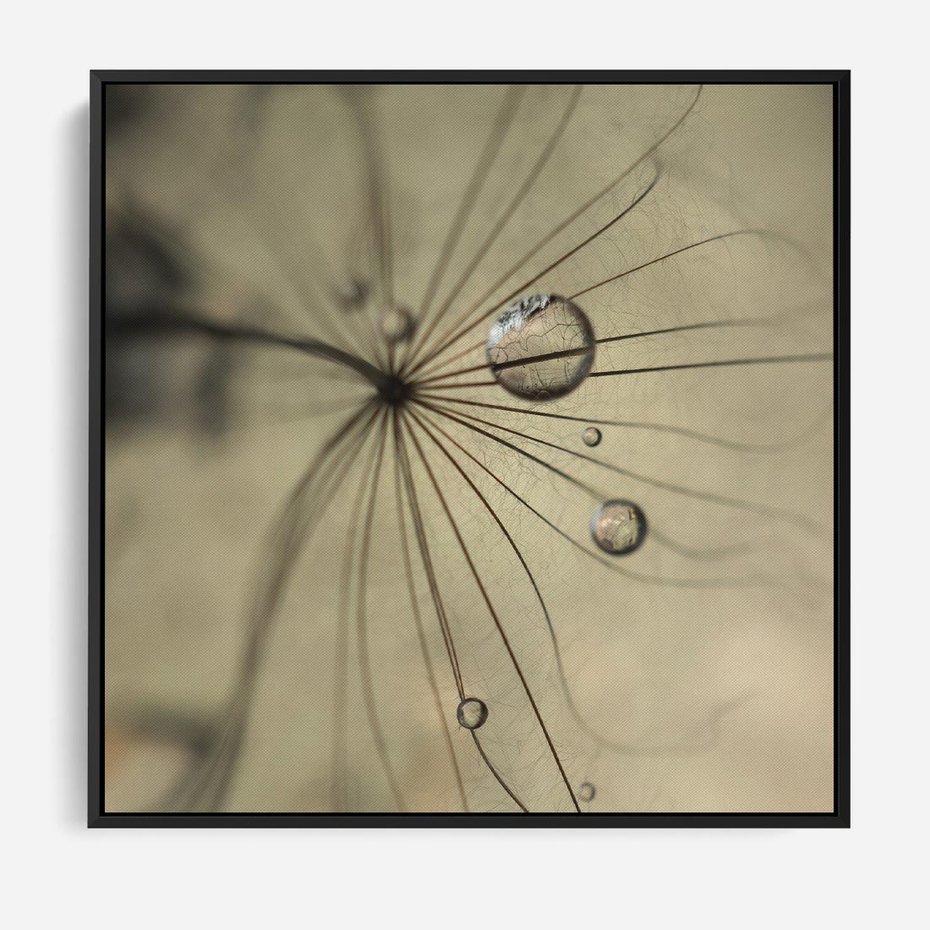 Obraz w ramie 50x50 - Delikatność dmuchawców - dmuchawce, krople - rama czarna