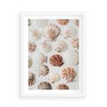 Plakat w ramie 50x70 - Morska Delikatność: Muszelki na Białym Tle - kompozycja, morskie muszelki na białym tle - rama biała