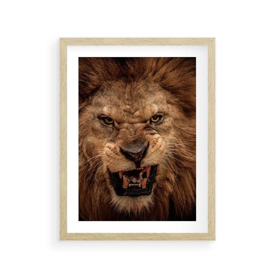 Plakat w ramie 30x40 - Władca Sawanny - lew, sawanna - rama drewno