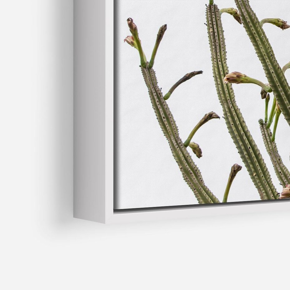 Obraz w ramie 100x70 - Ekskluzywna Roślinność - kaktusy, liście - rama biała