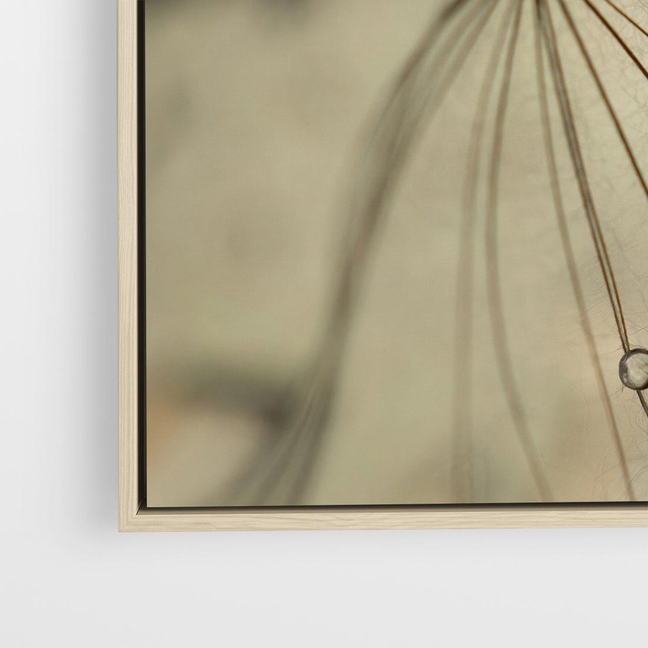 Obraz w ramie 50x50 - Delikatność dmuchawców - dmuchawce, krople - rama drewno