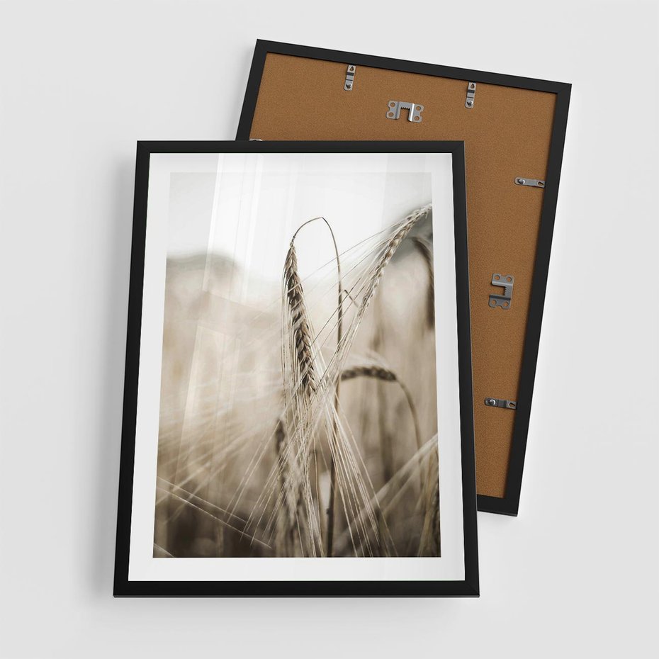 Plakat w ramie 50x70 - Kłosy Pszenicy w Sepii - zboże, kłos pszenicy - rama czarna
