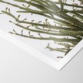 Plakat bez ramy 40x50 - Ekskluzywna Roślinność - kaktusy, liście