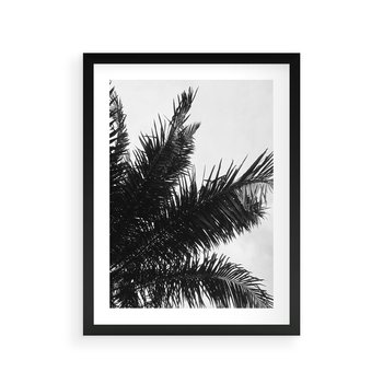 Plakat w ramie 50x70 - Czas Zapomnienia - palmy, czarno biała fotografia - rama czarna