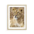Plakat w ramie 30x40 - Potęga lwów w Afryce - lew, lwica - rama drewno