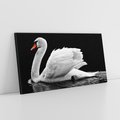 Obraz na płótnie 140x70 - Delikatne Uderzenie Skrzydeł Łabędzia - łabędź, ptak