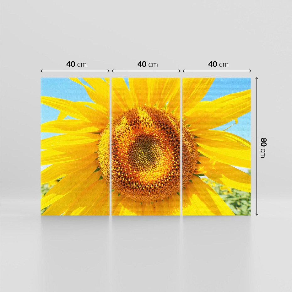 Obraz na płótnie 120x80 - Słoneczniki w naturalnym otoczeniu - słonecznik, natura