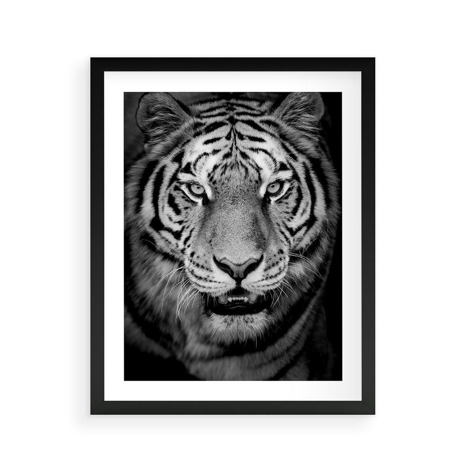 Plakat w ramie 40x50 - Tygrys Czarno-Biały: Siła i Delikatność - tygrys, czarno - rama czarna