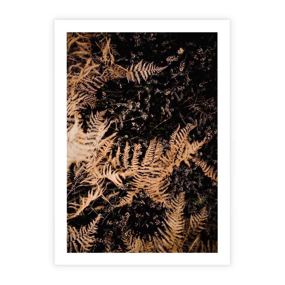 Plakat bez ramy 30x40 - Jesienne Paprocie: Kolorowa Paleta Natury - paprocie, jesień
