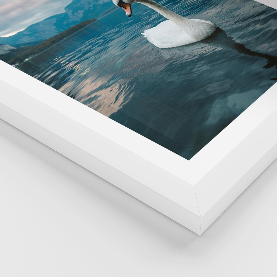 Plakat w ramie 40x50 - Łabędzi Śpiew - fotografia, plakat - rama biała