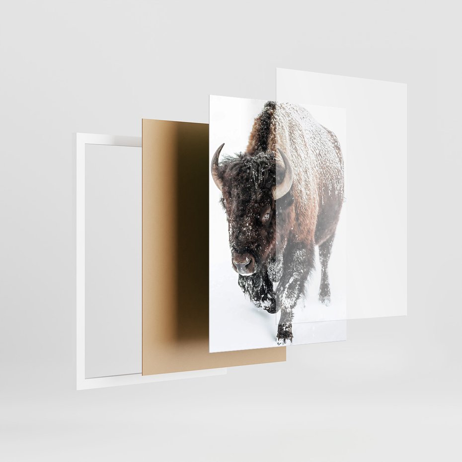 Zestaw obrazy w ramie 50x70 galeria - Bizon, łoś, zima, las - rama biała