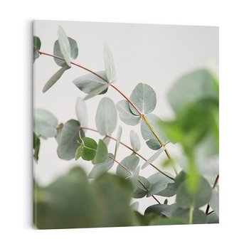 Obraz na płótnie 40x40 - Liście eukaliptusa w naturze - eukaliptus, liście