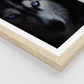 Plakat w ramie 40x50 - Wilk i husky: siła przyjaźni - wilk, husky - rama drewno