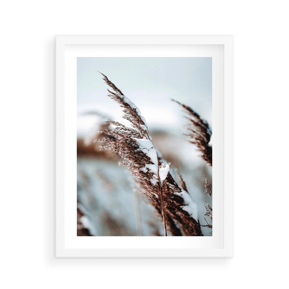 Plakat w ramie 40x50 - Zima na Suchych Trawach - suche trawy, śnieg wysokich na trawach - rama biała
