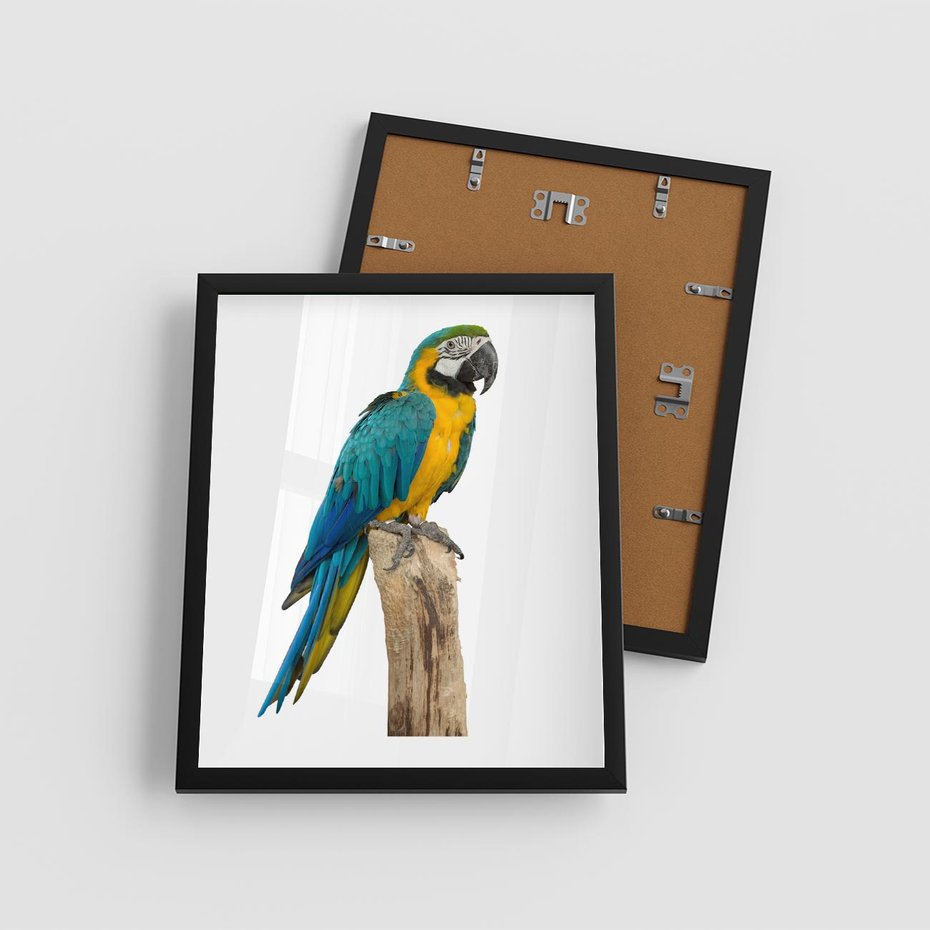 Plakat w ramie 40x50 - Kolorowa papuga w locie - papuga, ptak - rama czarna