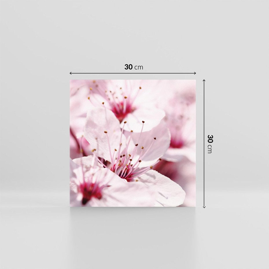 Obraz na płótnie 30x30 - Kwitnąca Wiśnia - kwiaty, kwitnąca