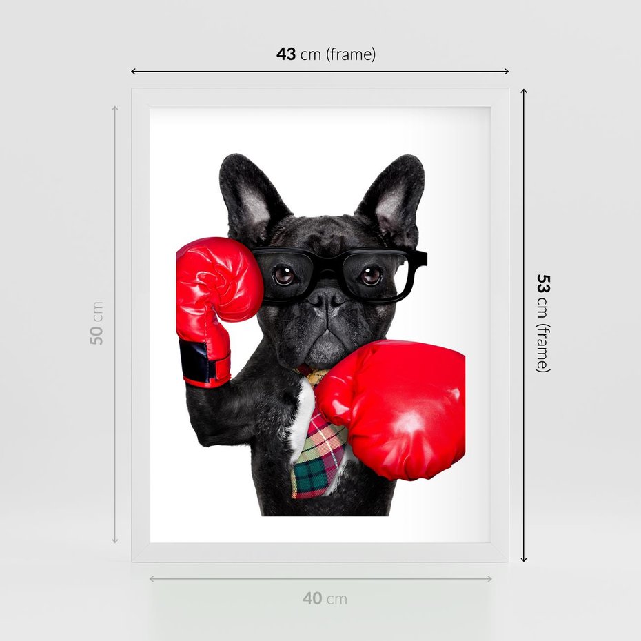Plakat w ramie 40x50 - Boksujący mops - pies - boks, mops - rama biała