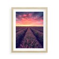 Plakat w ramie 40x50 - Różowe Niebo nad Polami - pola lawendy, zachód słońca - rama drewno