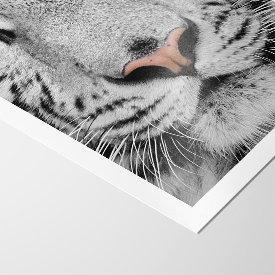 Plakat bez ramy 21x30 - Magia Białego Tygrysa - biały, tygrys