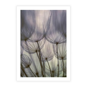 Plakat bez ramy 50x70 - Makro dmuchawiec - piękno drobnych detali - dmuchawce, makro