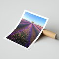 Plakat bez ramy 21x30 - Fioletowa Magia - pole, lawendy