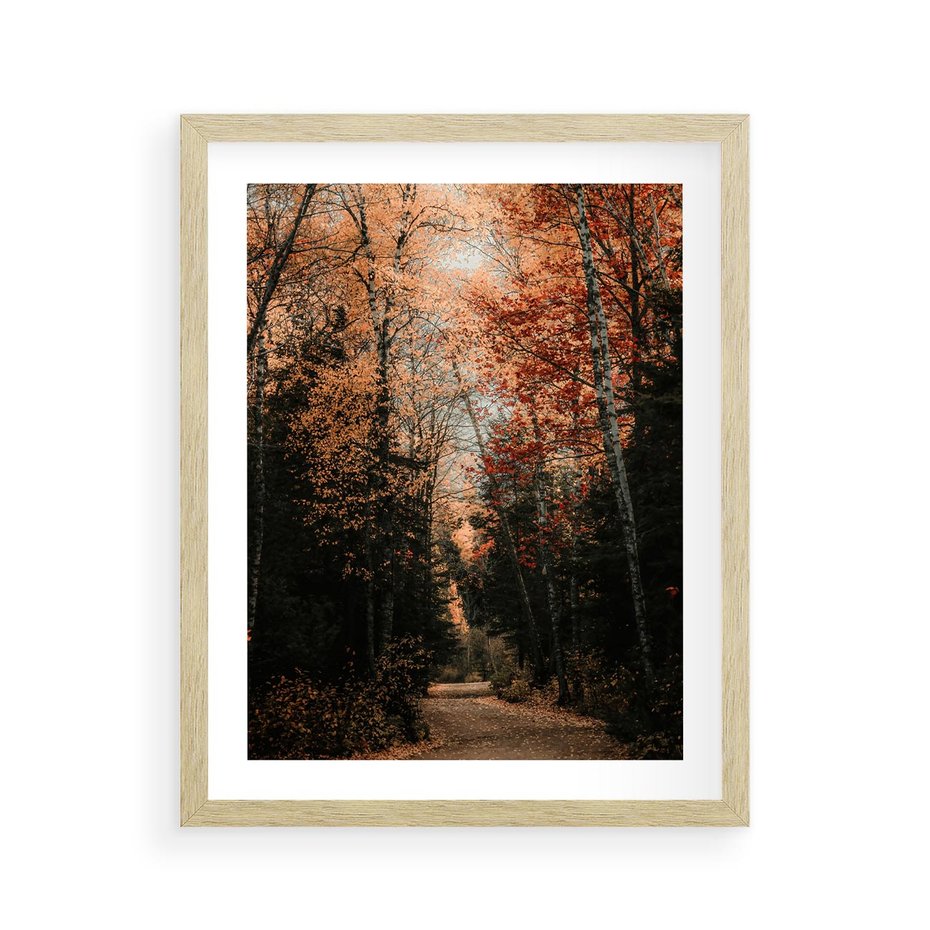 Plakat w ramie 40x50 - Drzewa w Czerwonych Liściach - las, jesienny las - rama drewno