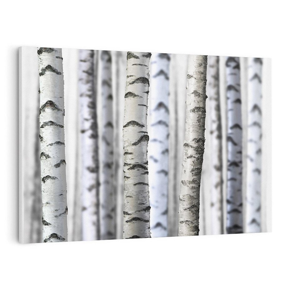 Obraz na płótnie 120x80 - Delikatność brzóz - brzozy, las