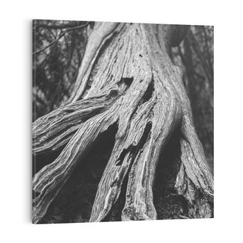 Obraz na płótnie 40x40 - Siła Natury - czarno biała fotografia, korzenie wielkiego drzewa