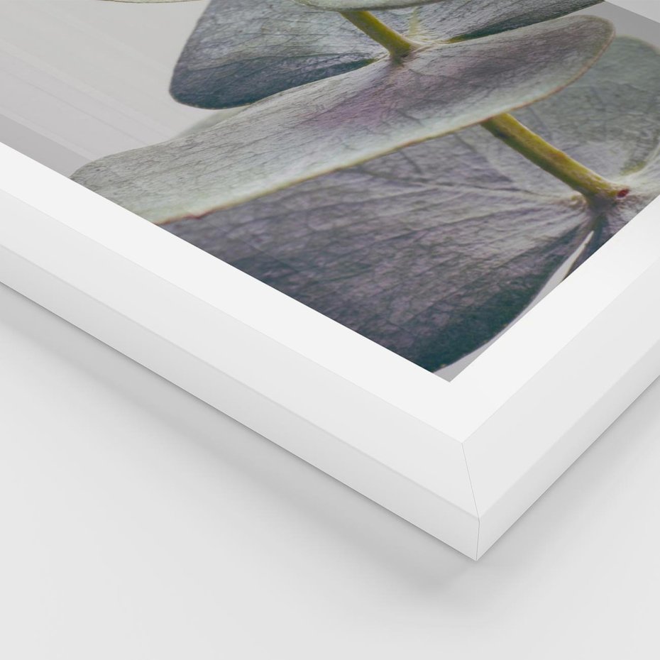 Plakat w ramie 30x40 - Zbliżenie Liści Eukaliptusa - eukaliptus, zbliżenie - rama biała