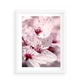 Plakat w ramie 40x50 - Kwitnąca Wiśnia - kwiaty, kwitnąca - rama biała