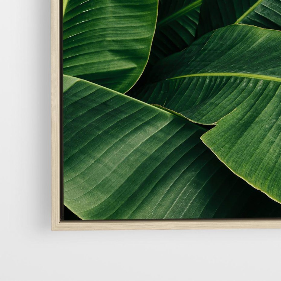 Obraz w ramie 80x80 - Zaklęta roślinna ekspresja - liście bananowca, gęsto ułożone - rama drewno