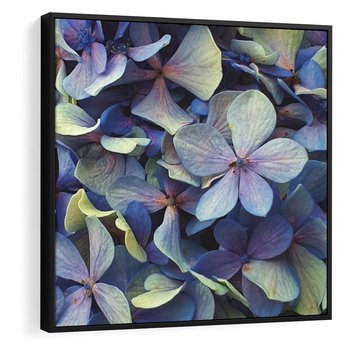 Obraz w ramie 50x50 - Hortensja - delikatność kwiatów - hortensja, kwiaty - rama czarna