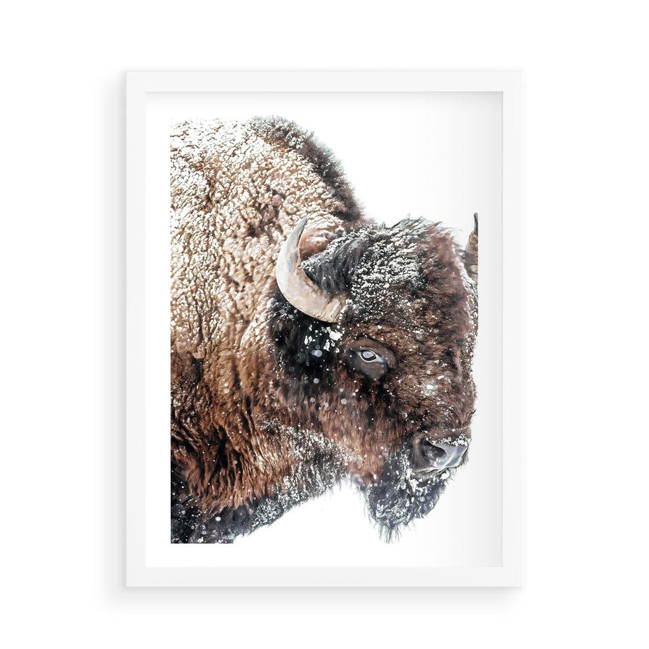 Plakat w ramie 50x70 - Obraz Dzikiej Przyrody w Śnieżnym Otoczeniu - żubr, śnieg - rama biała