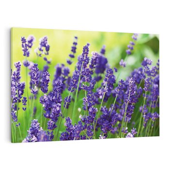 Obraz na płótnie 70x50 - Elegancka lawenda w pełnym rozkwicie - lawenda, kwiaty