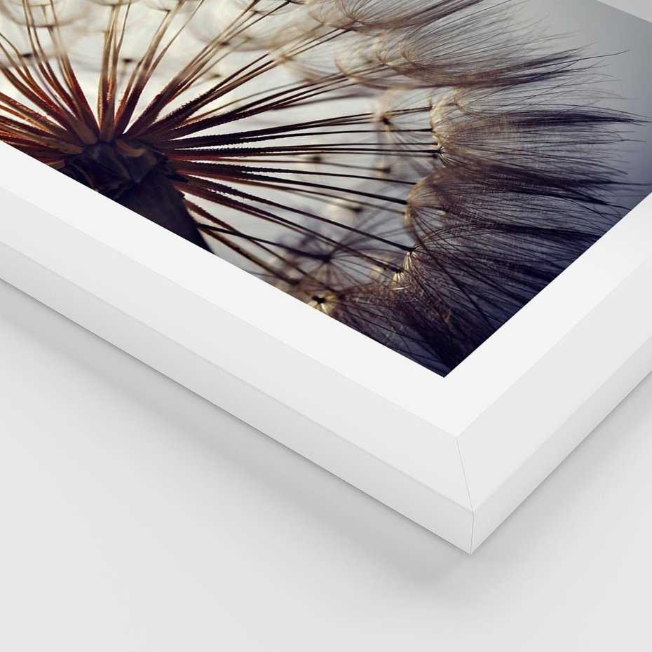 Plakat w ramie 40x50 - Makro piękno dmuchawca - makro, dmuchawiec - rama biała