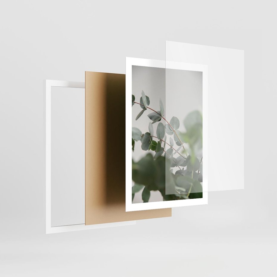 Plakat w ramie 50x70 - Liście eukaliptusa w naturze - eukaliptus, liście - rama biała