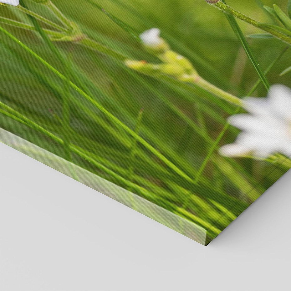 Obraz na płótnie 70x70 - Kolorowa łąka - stokrotki, łąka