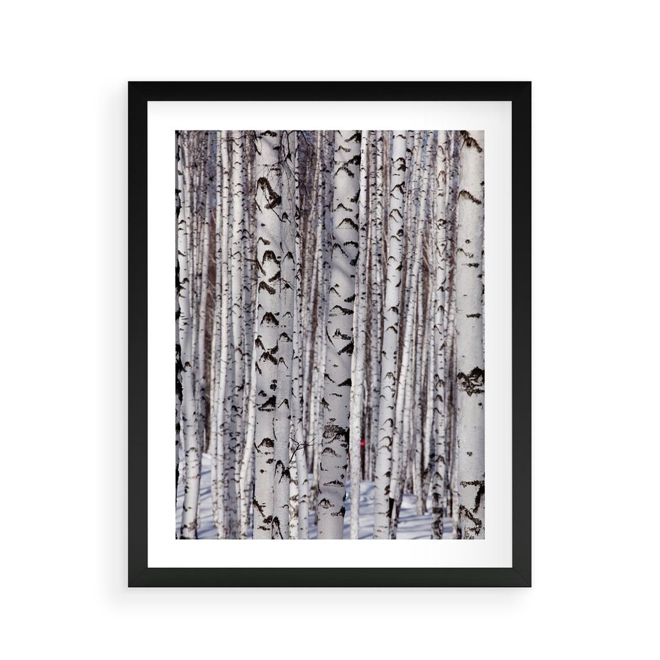 Plakat w ramie 40x50 - Lśniące Brzozy - brzozy, las - rama czarna