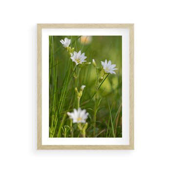 Plakat w ramie 30x40 - Kolorowa łąka - stokrotki, łąka - rama drewno