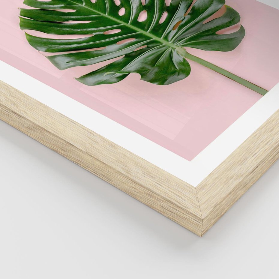 Plakat w ramie 50x70 - Monstera w Różowym Świetle - liść monstery, różowe tło - rama drewno