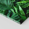 Obraz na płótnie 30x30 - Monstera Liście Fantazja - monstera, liście